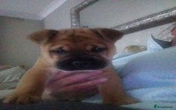 Mixed Breed dogs for sale: Frenchie  chow  - Image 2