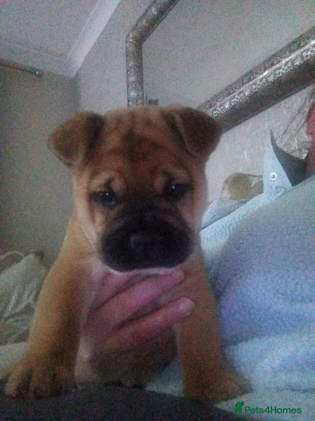 Mixed Breed dogs for sale: Frenchie  chow  - Image 2