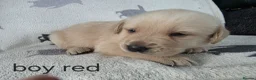 Goldador dogs for sale: retreiver puppies in Newport-on-Tay - Advert 9