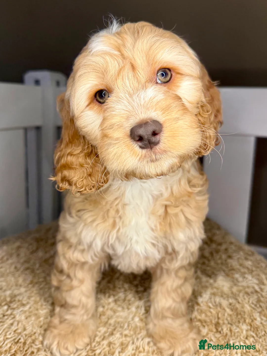 Cockapoo dogs for sale: Sweet Natured, Healthy & Happy Cockapoos - Advert 12