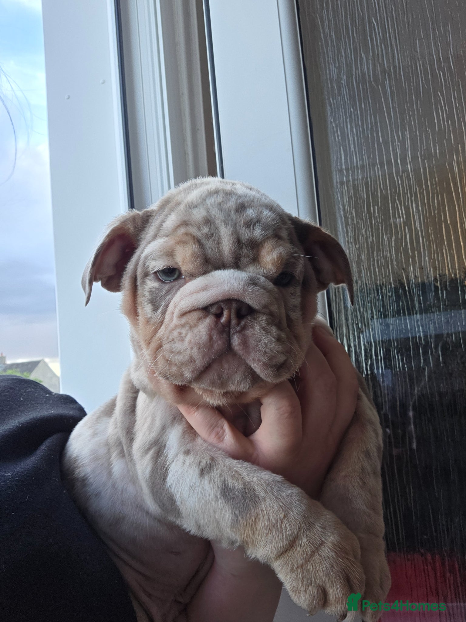 English Bulldog dogs british bulldog pups ready now  - Advert 7