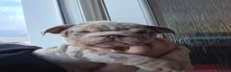 English Bulldog dogs for sale: british bulldog pups ready now  - Advert 7