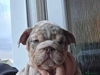 English Bulldog dogs british bulldog pups ready now - Advert 7