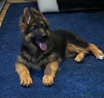 German Shepherd dogs Outstanding Vomkonstanz German Shepherd Litter - Advert 10