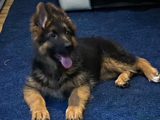 German Shepherd dogs Outstanding Vomkonstanz German Shepherd Litter - Advert 16