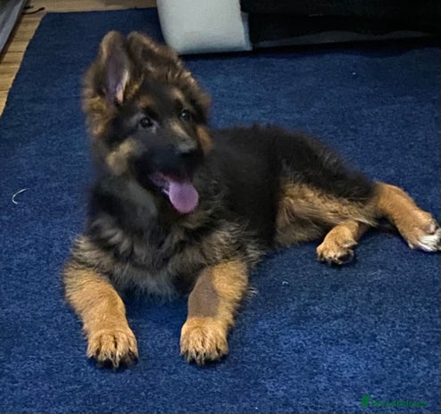 German Shepherd dogs Outstanding Vomkonstanz German Shepherd Litter - Advert 15