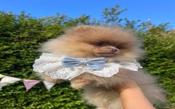 Pomeranian dogs for sale: Stunning pick of the litter Pomeranian Boy - Image 17