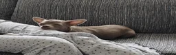 Chorkie dogs for sale: Gorgeous Little Chorkie, age 10 months in Hitchin - Advert 6