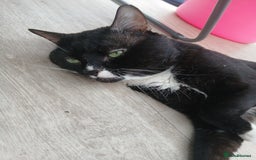 Domestic Shorthair cats for sale: Male Cat for sale - Image 5