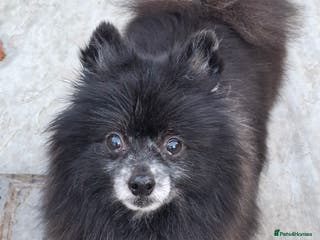 Pomeranian dogs Older boy for adoption - Advert 1