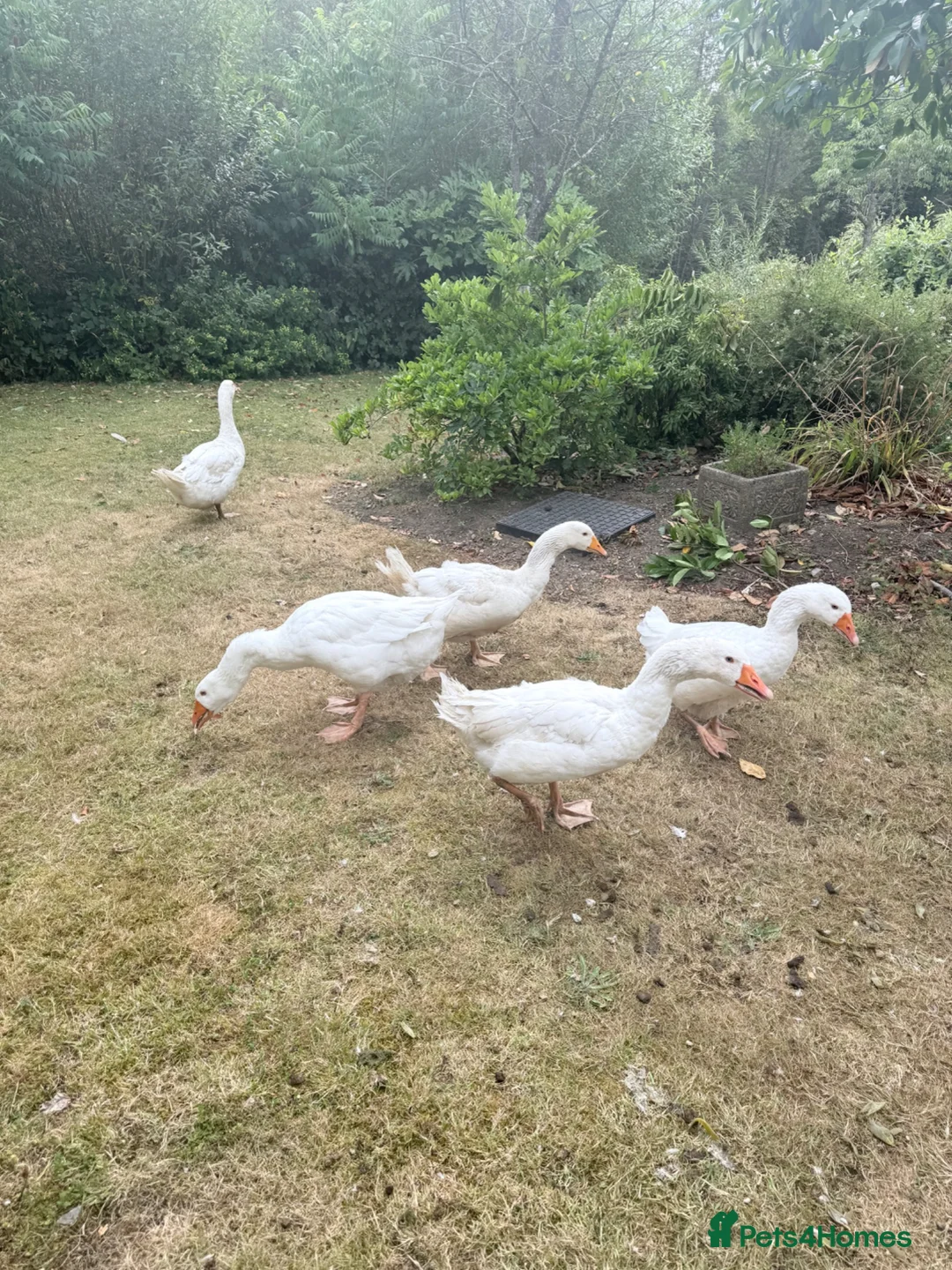 Geese poultry for sale: Geese/Gander - Advert 6