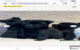 Mixed Breed dogs for sale: 9 week old female pug-a-pom - Advert 8