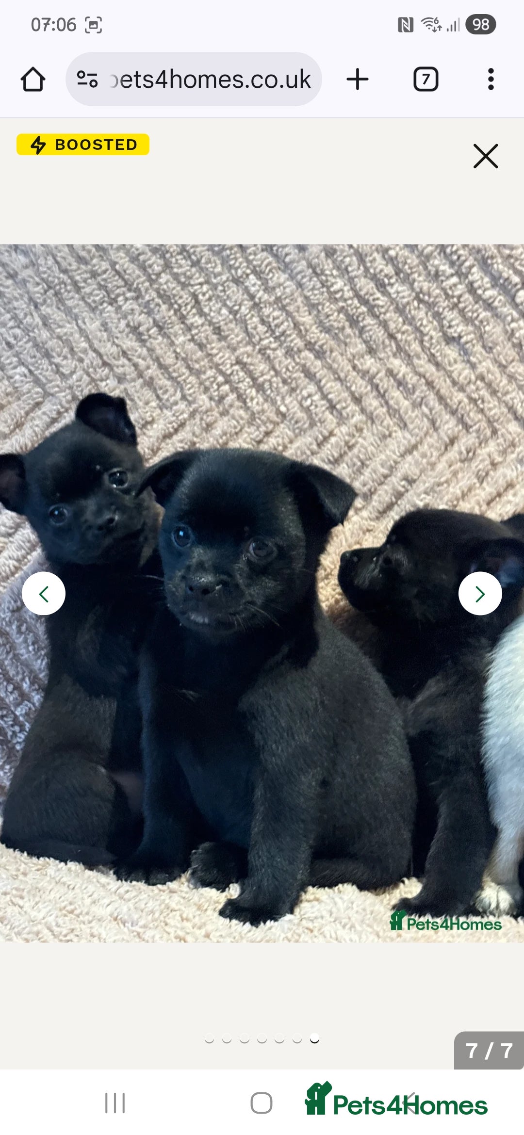 Mixed Breed dogs for sale: 9 week old female pug-a-pom - Advert 8