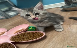Maine Coon cats for sale: GCCF Registered Maine Coon Kittens *2 left* - Image 6
