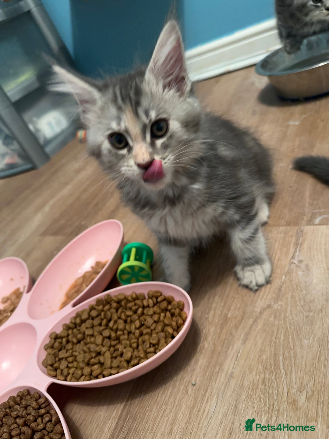 Maine Coon cats for sale: GCCF Registered Maine Coon Kittens *2 left* - Image 6