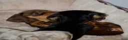 Dachshund dogs for sale: 5 beautiful Dachshund puppies in Leeds - Advert 4