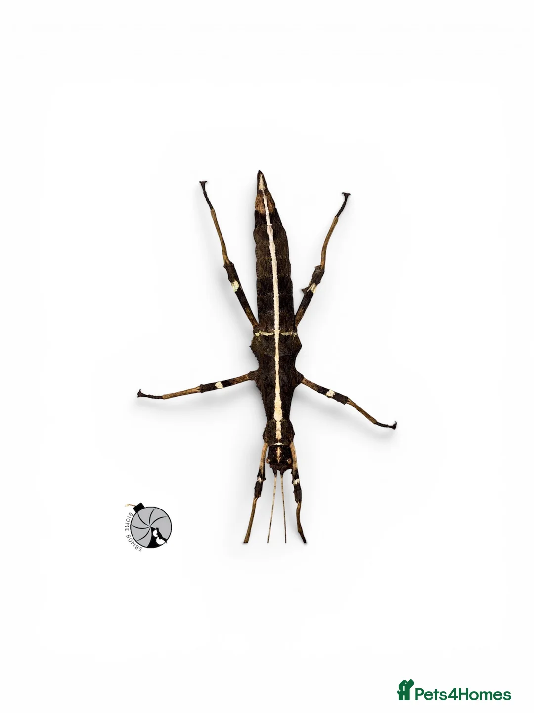 Stick Insects invertebrates for sale: X5 SUNNY STICK INSECTS happy to ship  - Advert 2