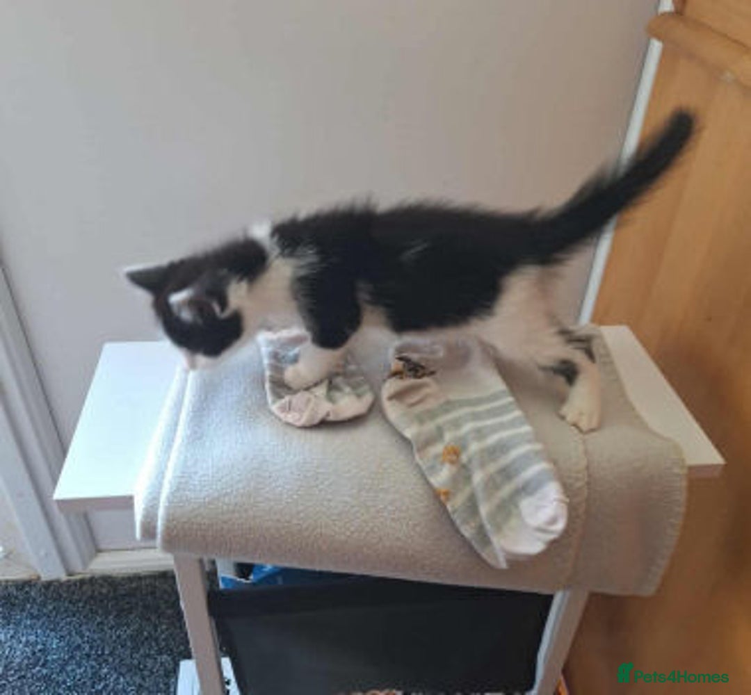 Mixed Breed cats for adoption: GAVIN - Image 2