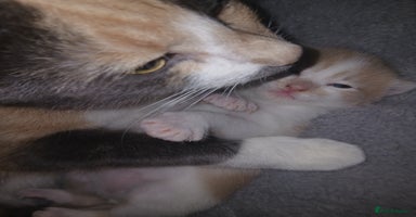 Mixed Breed cats - Advert 1