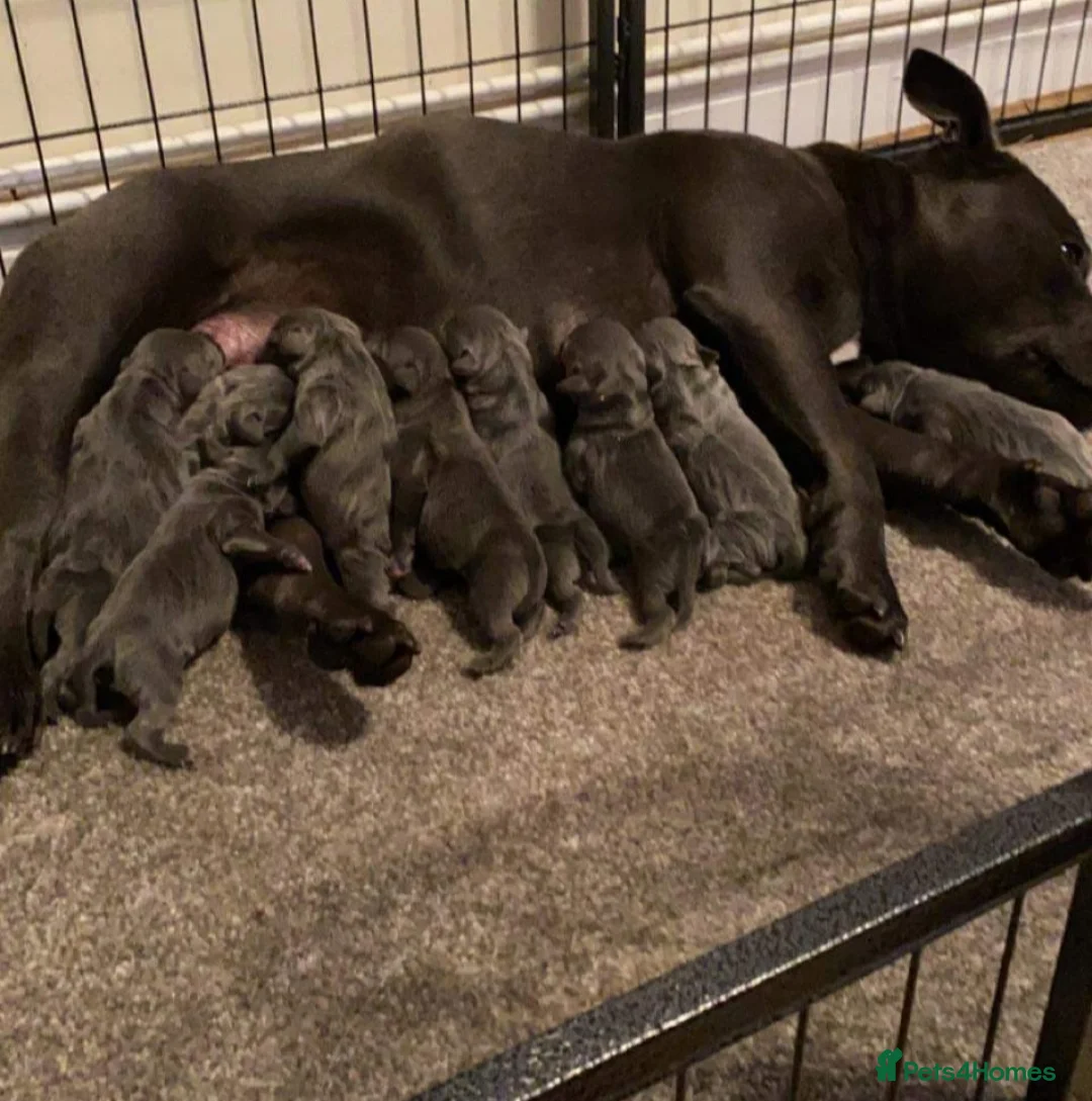 Staffordshire Bull Terrier dogs for stud: Best bloodlines in the UK Holds 20  CHAMPS PROVEN in Swansea - Advert 17