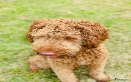 Australian Labradoodle dogs for sale: Australian labradoodle  - Image 2