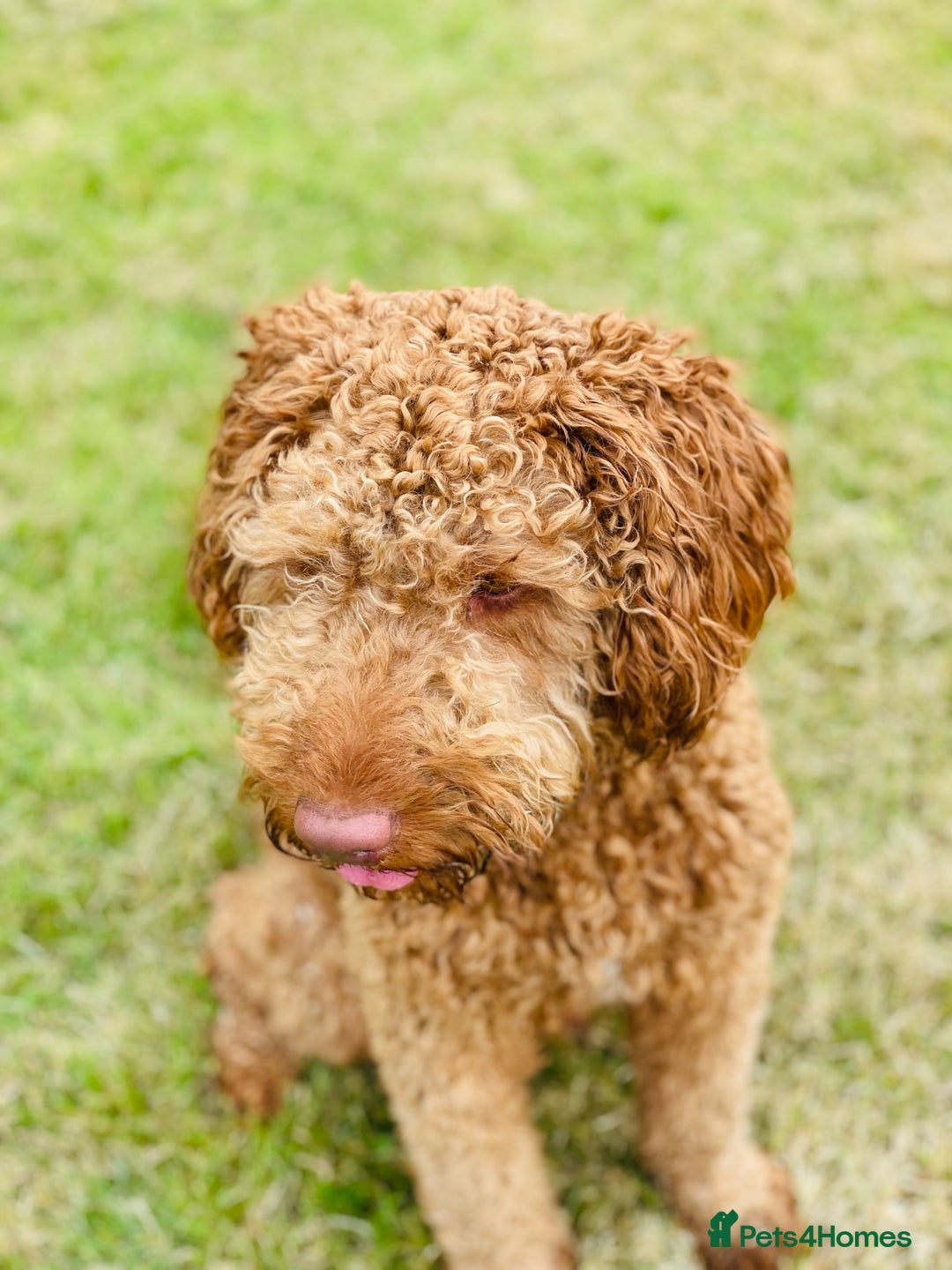 Australian Labradoodle dogs for sale: Australian labradoodle  - Image 2