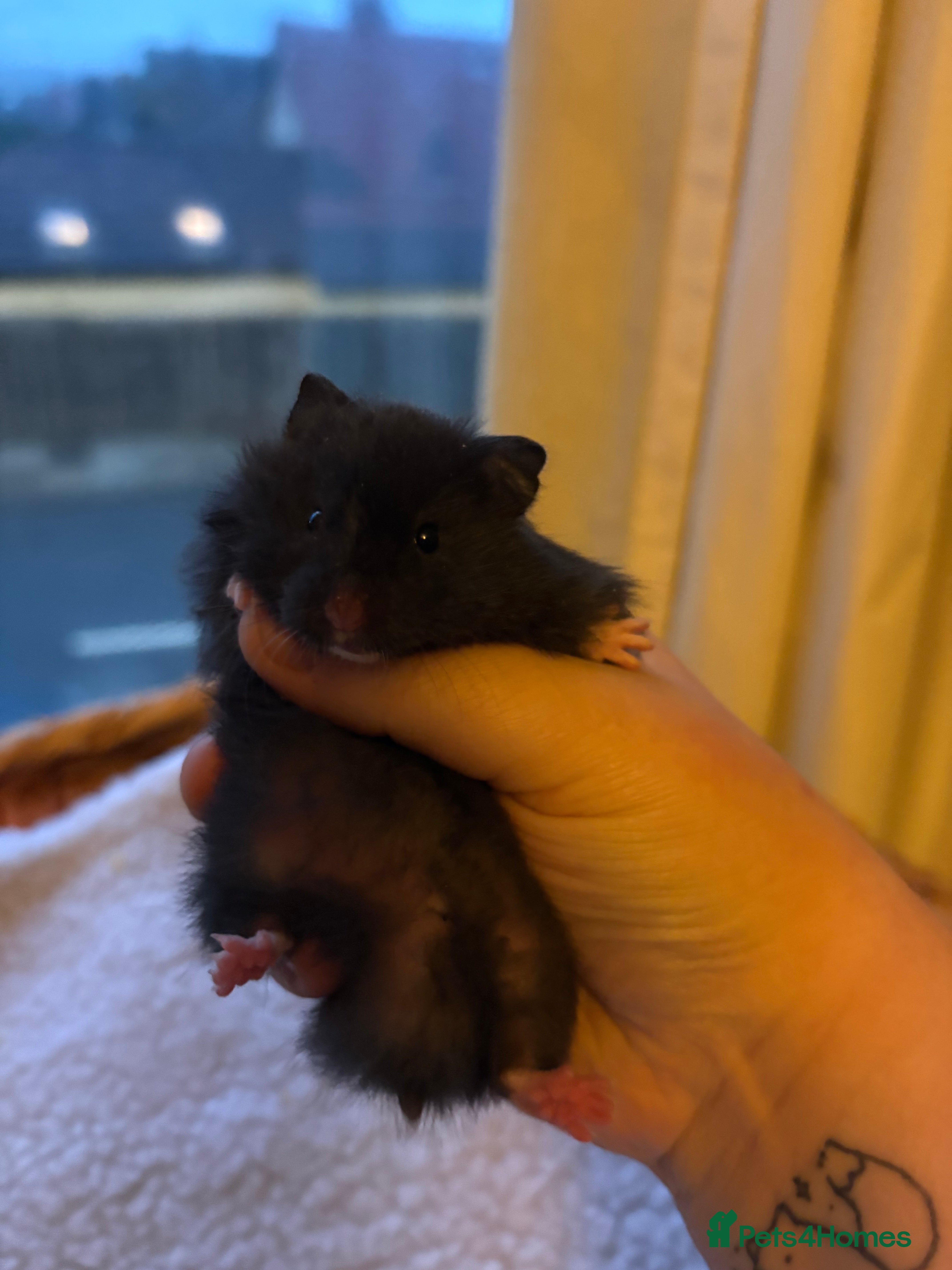 Hamster rodents Pedigree Syrian hamster  - Advert 1