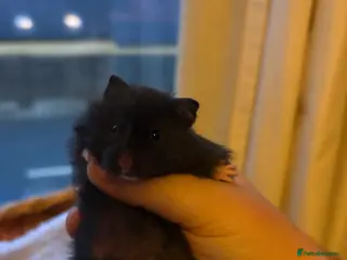 Hamster rodents Pedigree Syrian hamster - Advert 1