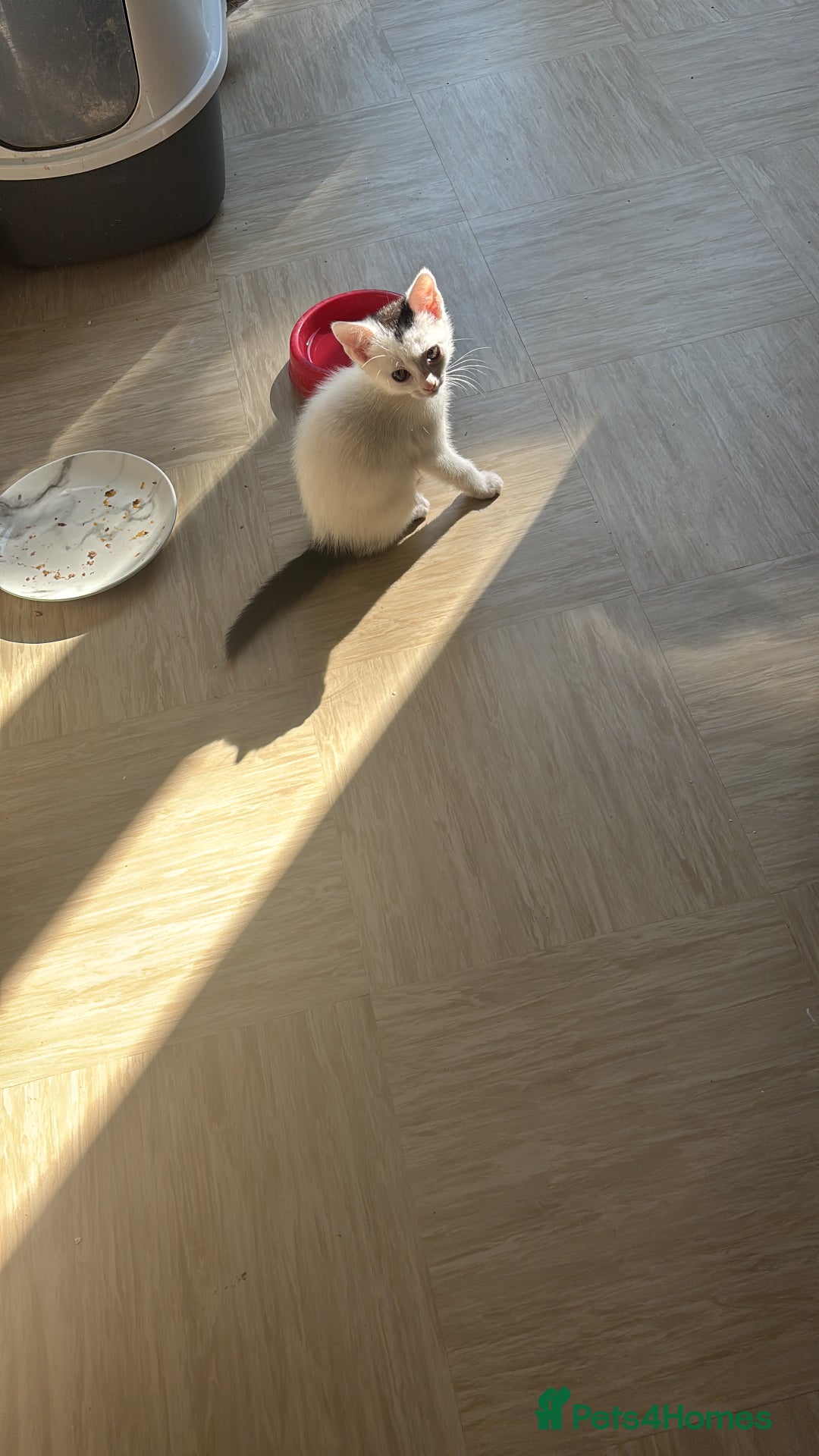 Mixed Breed cats for sale: Kittens for sale  - Image 3