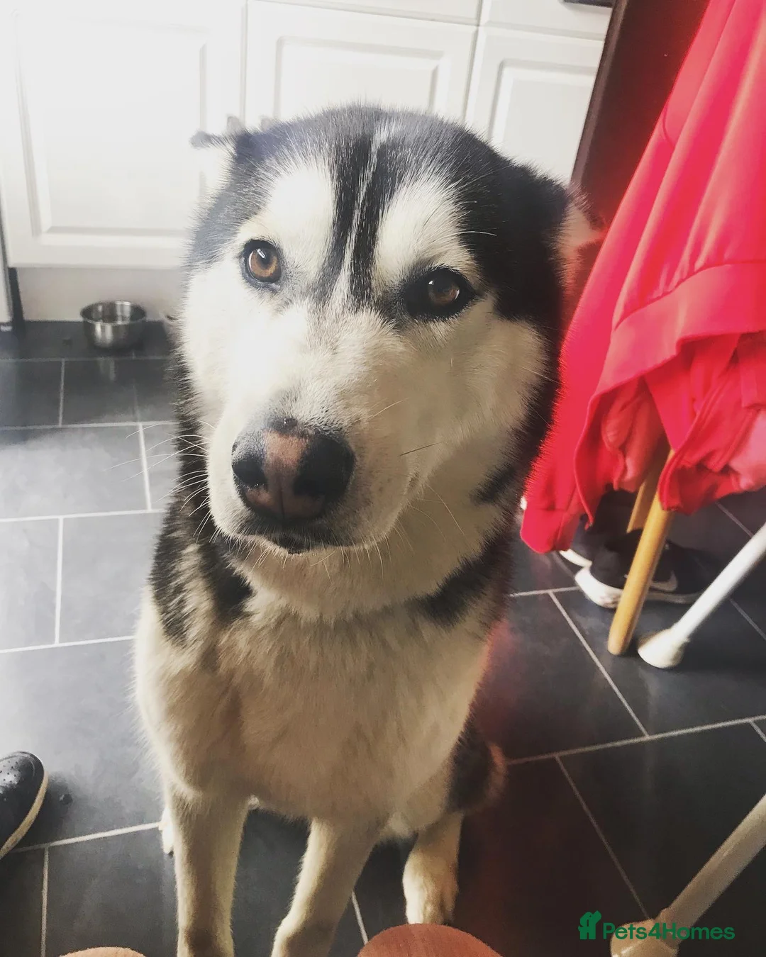 Siberian Husky dogs for sale: Husky puppies  - Advert 6