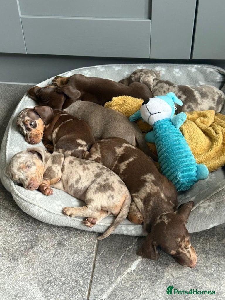 Miniature Dachshund dogs STUNNING MINIATURE DACHSHUND PUPPIES FOR SALE - Advert 1