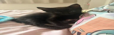 Domestic Shorthair 1