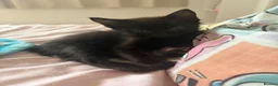 Domestic Shorthair cats for sale: All black female for new home  - Advert 5