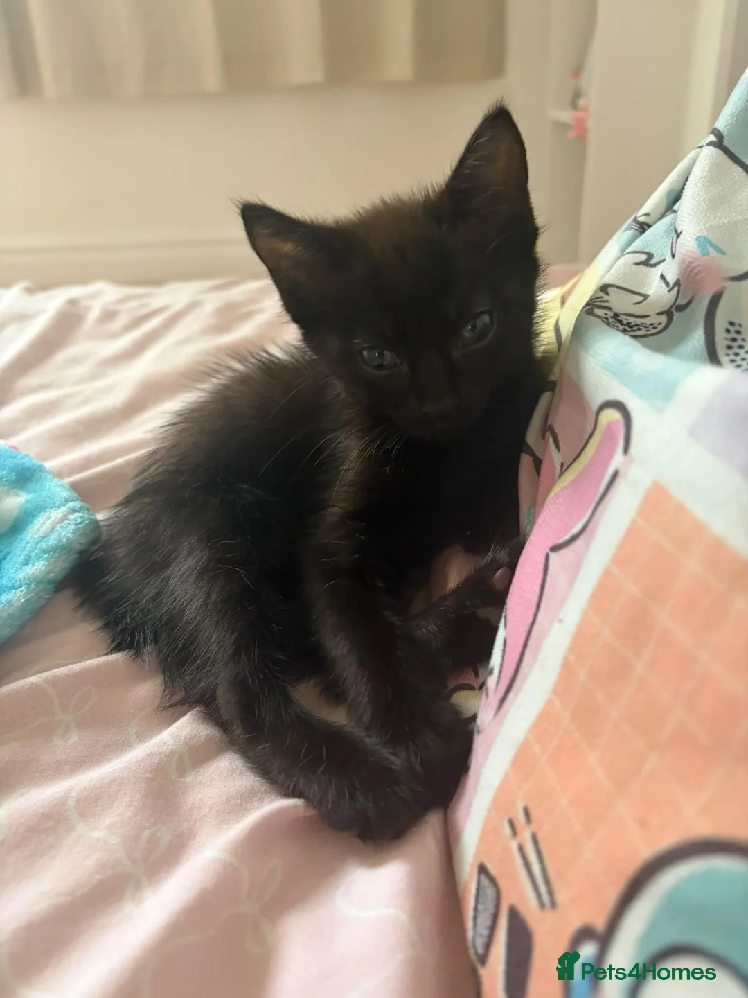 Domestic Shorthair cats for sale: All black female for new home  - Advert 5