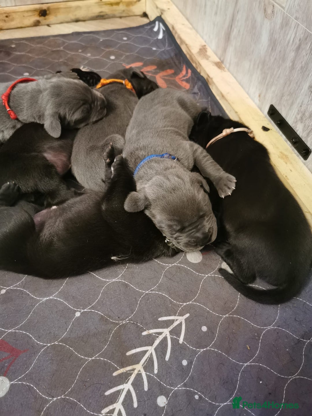 Great Dane dogs for sale: Great Dane pups - Advert 3