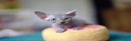 Sphynx cats for sale: Gorgeous silver Sphynx girl - Advert 20