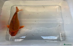 Koi Carp fish for sale: 💥QUALITY KOI CARP COLOURFUL NICE SELECTION💥 - Image 17