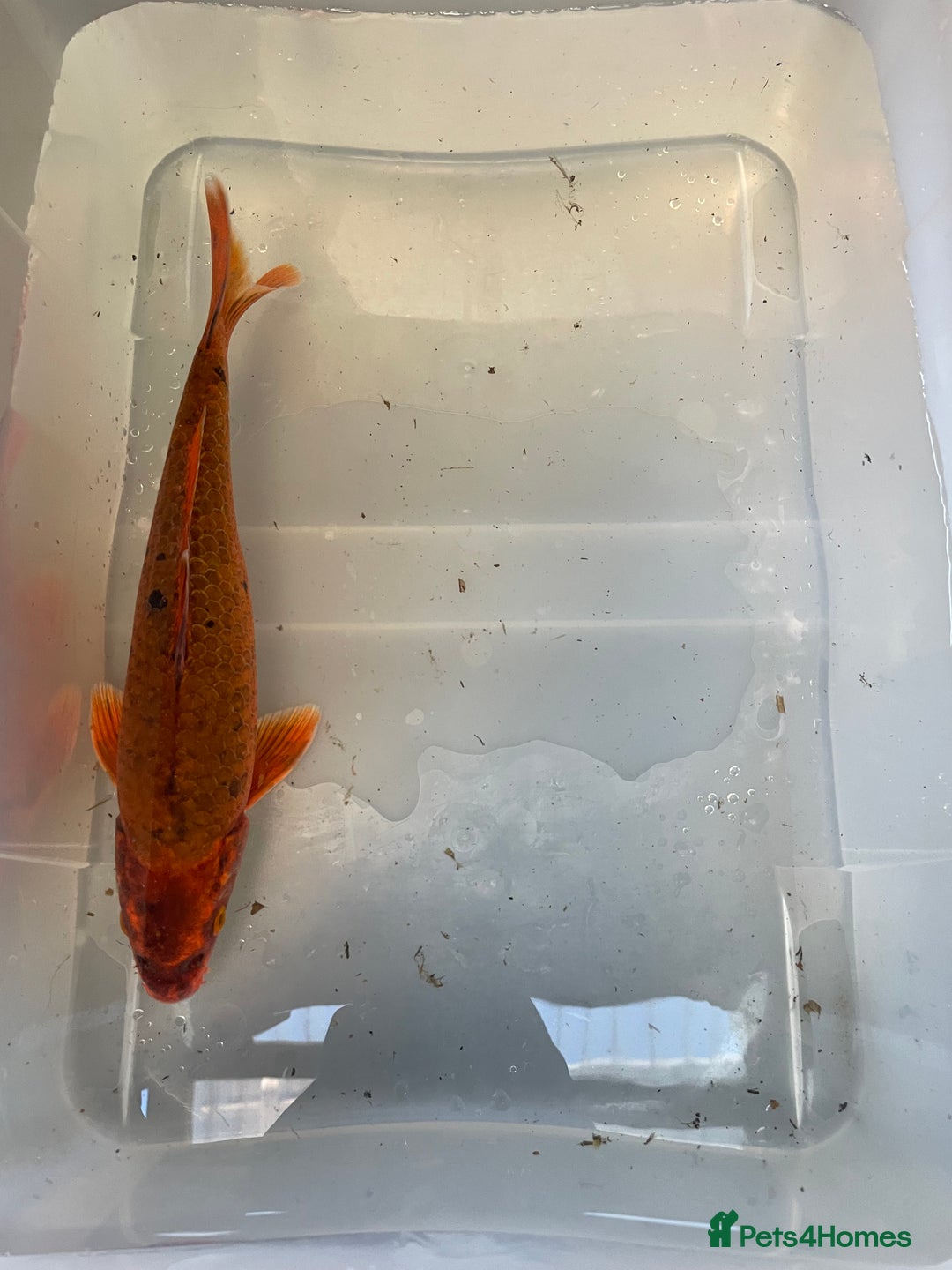 Koi Carp fish for sale: 💥QUALITY KOI CARP COLOURFUL NICE SELECTION💥 - Image 17
