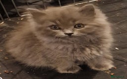 British Longhair cats for sale: Blue & Lilac Gorgeous British longhair kittens - Image 6