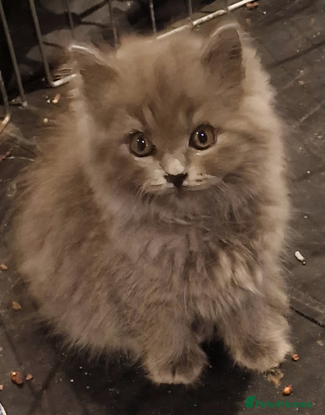 British Longhair cats for sale: Blue & Lilac Gorgeous British longhair kittens - Image 6