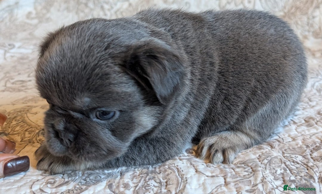 French Bulldog dogs for sale: Frenchie puppies  - Advert 9