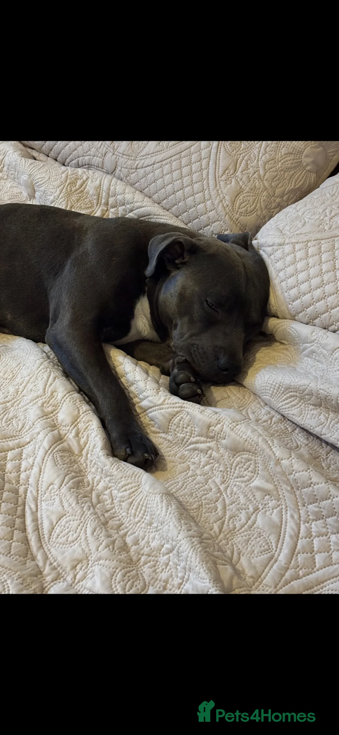 Staffordshire Bull Terrier dogs for stud: Bruce. Blue Staffordshire bull terrier  in Hull - Advert 3