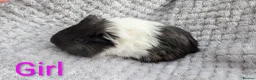 Guinea Pig rodents for sale: Beautiful Baby Guinea Pigs  - Advert 10