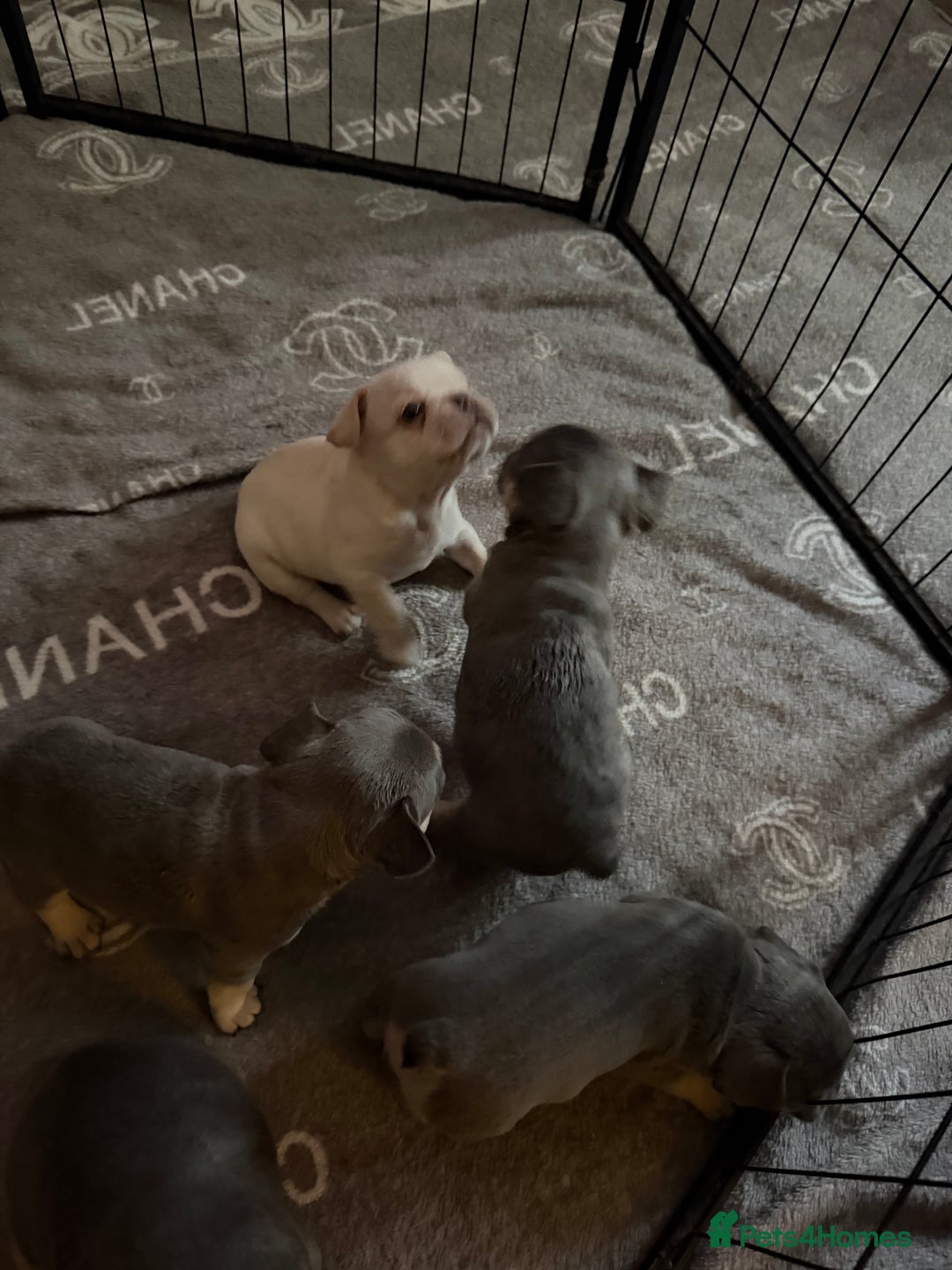 French Bulldog dogs for sale: French bulldogs  - Advert 3