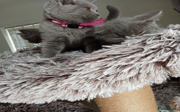 Brazilian Shorthair cats for sale: Beautiful blues Bristh short hair - Image 21