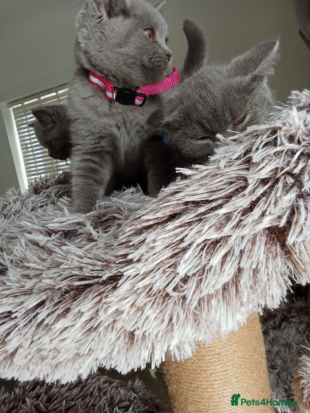 Brazilian Shorthair cats for sale: Beautiful blues Bristh short hair - Image 21