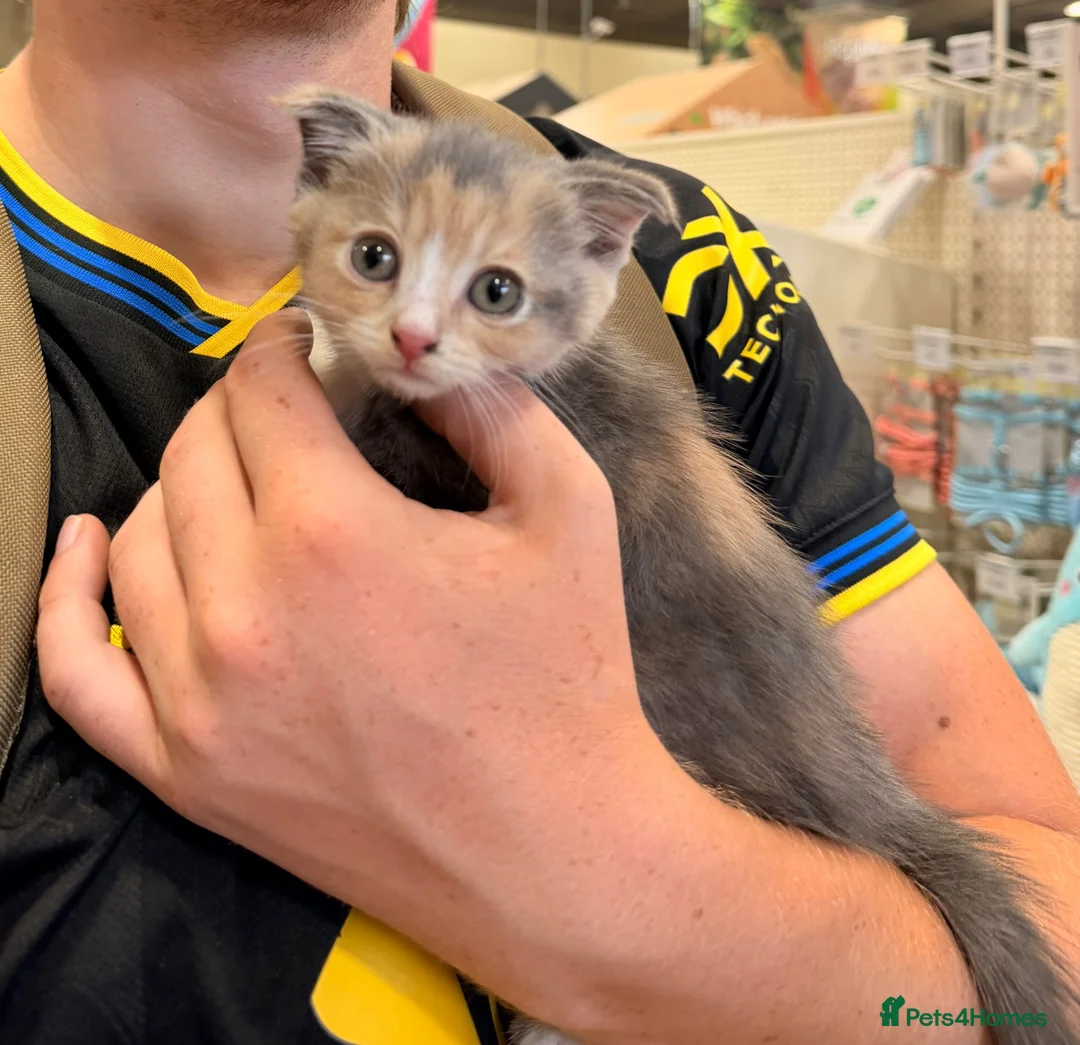 Scottish Fold cats for sale: Scottish Fold Cross Kitten  in London - Advert 1