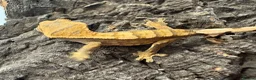 Mixed Breed reptiles for sale: various geckos! - Advert 16