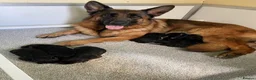 German Shepherd dogs for sale: German Shepherd Pups - Advert 1