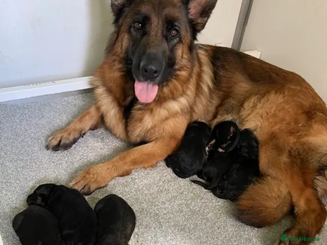 German Shepherd dogs German Shepherd Pups - Advert 1